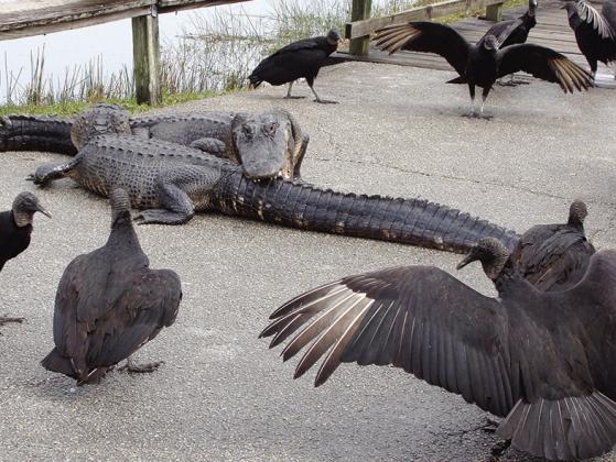 A flock of black vultures gathered to call dibs on the loser of The Great Gator Rumble.