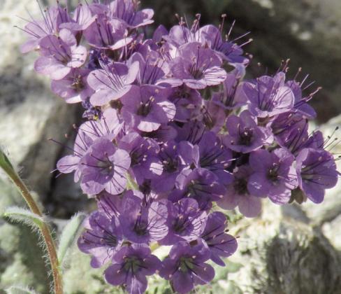 Scorpionweed is an ugly name for a beautiful flower, but, like poison ivy, it can give you a painful bite.