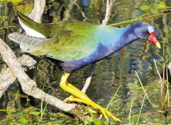 The purple gallinule is Shirley’s favorite Everglades bird.