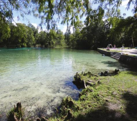 At Alexander Springs, water bubbling up at a constant 72 degrees year round attracts swimmers to the shallow lake. The lake is lined by palms and bald cypress trees.