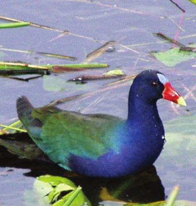 Shirley’s favorite bird in the Everglades is the purple gallinule. We have overheard visitors call it a galleon, a Galileo, and a Galliano. A rose by any other name would smell as sweet, and a gallinule etc....