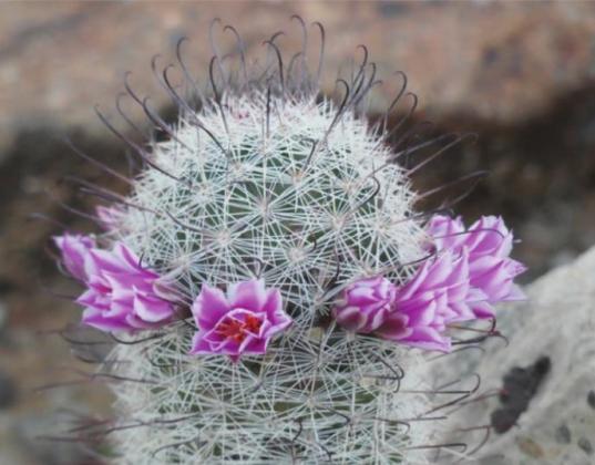 The little fishhook pincushion cactus provides its share of desert color.