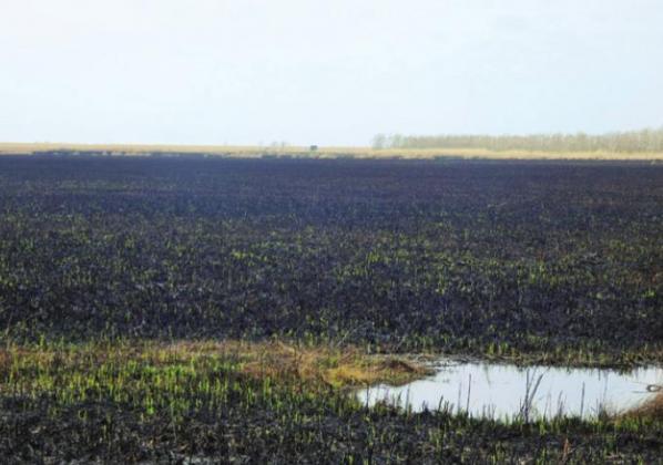 Coastal marshes, even when not scorched by wildfire, can seem a little desolate. Who knew marshes could burn?