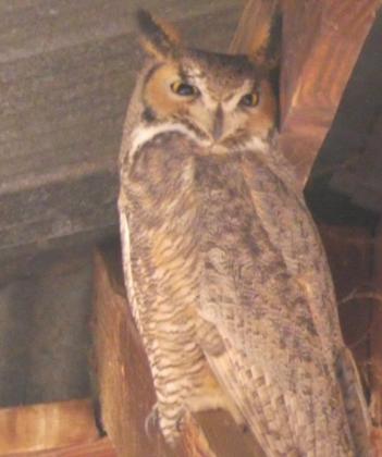 A great horned owl was nesting in an old hay barn at Waterwater Draw.