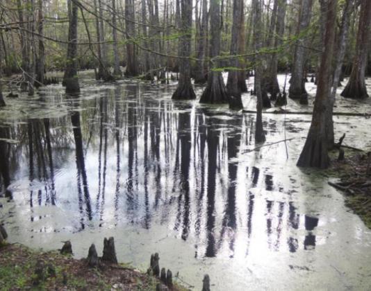 Does a cypress swamp seem desolate? Maybe if you don’t have to walk through it and deal with the creepy-crawlies.