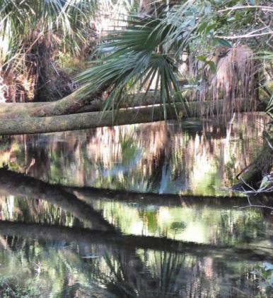 The horizontal limbs of live oaks are reflected in water just a foot or two below.