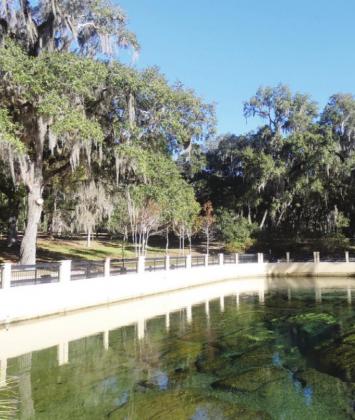 Salt Springs has an extensive picnic area in the shade of live oaks. If you arrive early in the morning, before all the families arrive, you can have the pool all to yourself.