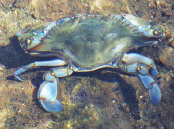 There were premium-size blue crabs moving in and out of the vent crevices at Salt Springs.