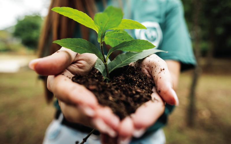 Native plant sale