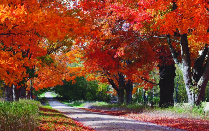 “Pebble Lane” by Edwin Peters, Toledo