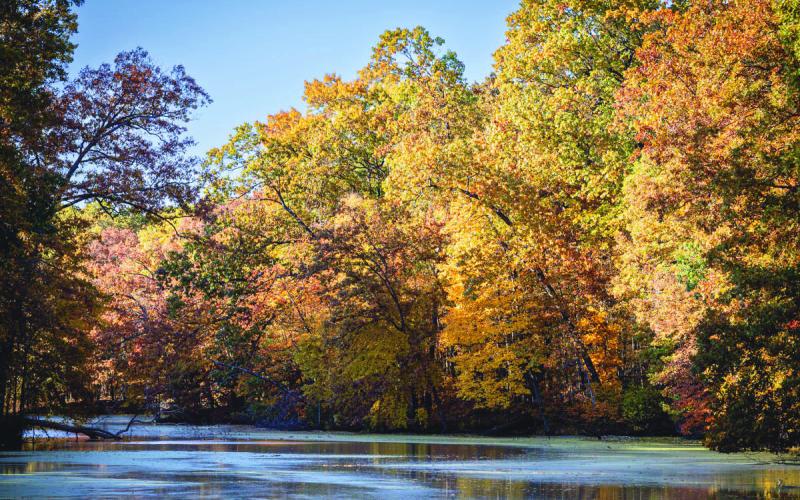 “Oak Openings, Evergreen Lake” by Margaret Meehan, Lambertville