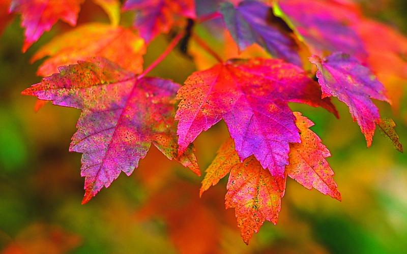 “Fall Leaves” by Larry Clapper, Maumee