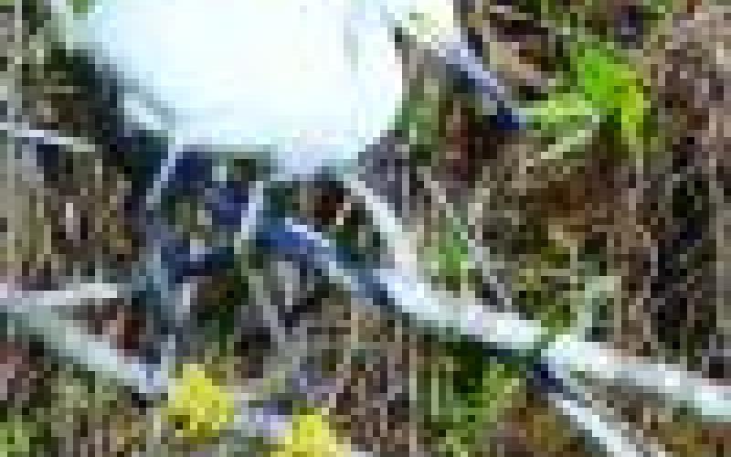 The snowy egret is easily identified by her “golden slippers.”