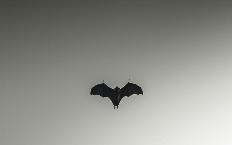 Dark Knight Unsplash image