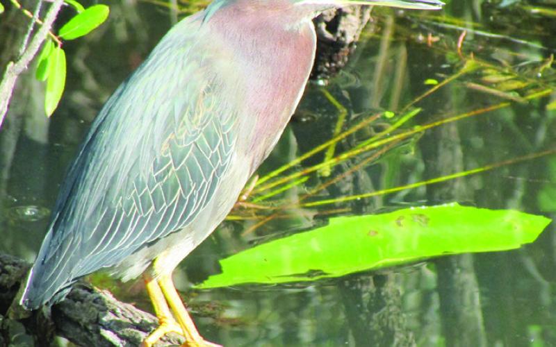 The green heron perches on a low branch to reach down and grab fish without getting his feet wet. And, no, he doesn’t look green to me either.