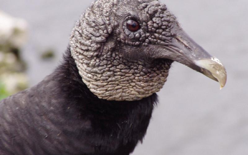 There is a surprising number of vultures, both black and turkey, in South Florida. Beauty is in the eye of the beholder.