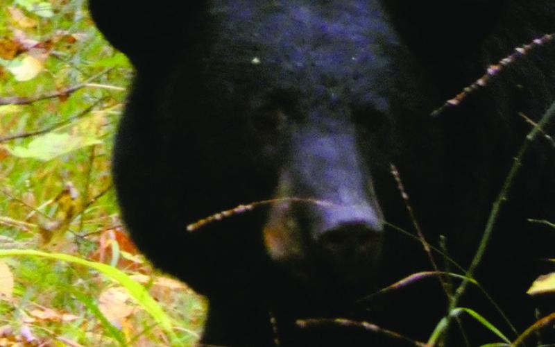 The NPS mandate includes protecting the wildlife population. We now expect to see bears on every trip to the Smokies.