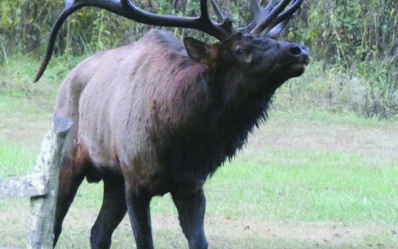 The first thing we saw at Oconaluftee was this bull elk driving a competitor away from his harem. The other guy limped off on a wounded left foreleg.
