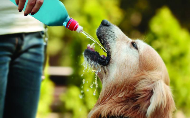 Protect your pets