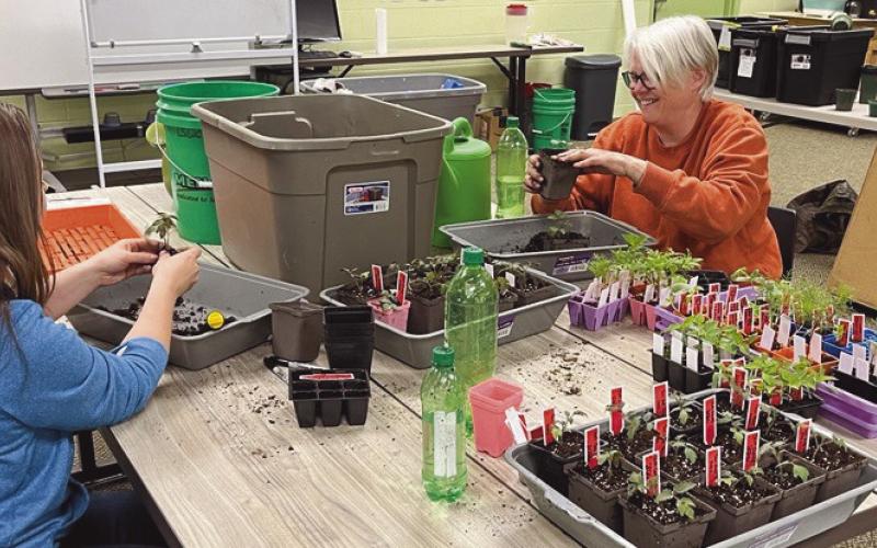 A volunteer helps staff up-potting plants for office gardens.