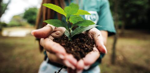 Native plant sale 
