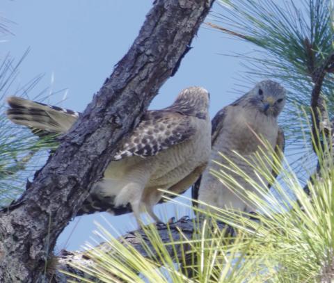 “Scree-scree!” is Spring break hawkish vernacular for “Excuse me, miss, do you come here often?”