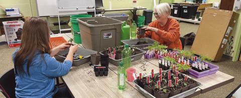 A volunteer helps staff up-potting plants for office gardens.