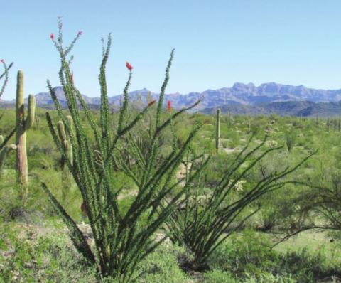 The Sonoran Desert is known as The Green Desert because of the abundance of plant life. Birds and other animals thrive there, too.