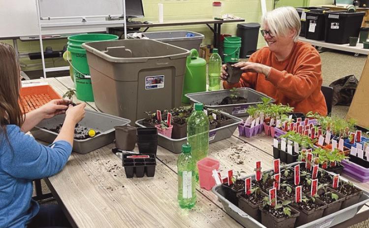 A volunteer helps staff up-potting plants for office gardens.
